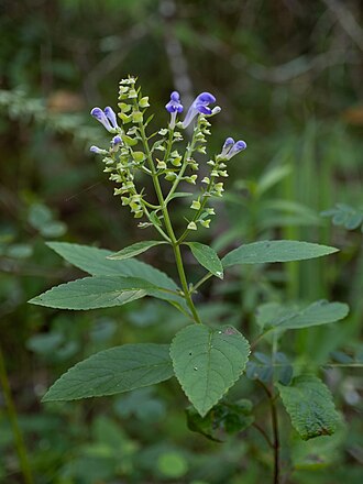 Downy Skullcap (Scutellaria incana)