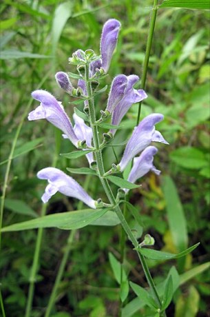 Helmet Skullcap (Scutellaria integrifolia)