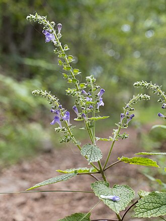 Heartleaf Skullcap (Scutellaria ovata)