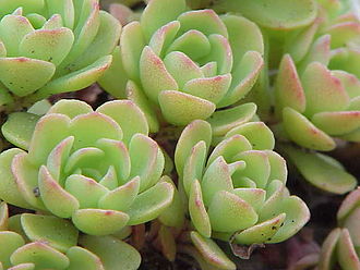Cliff Stonecrop (Sedum glaucophyllum)