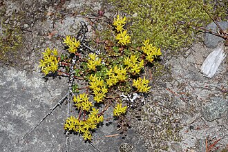 Oregon Stonecrop (Sedum oreganum)