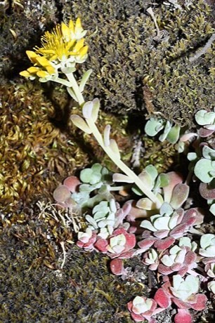 Broadleaf Stonecrop (Sedum spathulifolium)