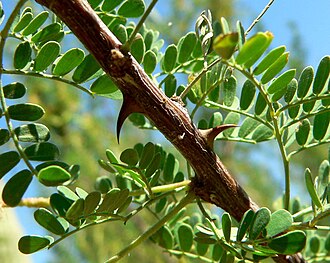 Catclaw Acacia (Senegalia greggii)