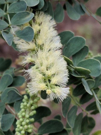 Wright's Acacia (Senegalia wrightii)