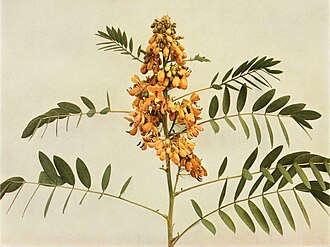 Wild Senna (Senna hebecarpa)