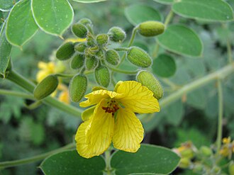 Lindheimer's Senna (Senna lindheimeriana)