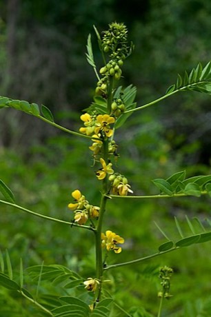 Maryland Senna (Senna marilandica)