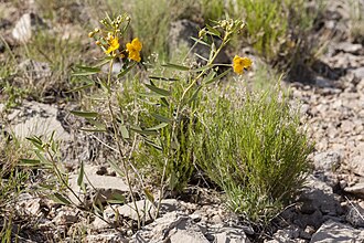 Two-leaf Senna (Senna roemeriana)