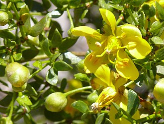 Shrubby Senna (Senna wislizeni)
