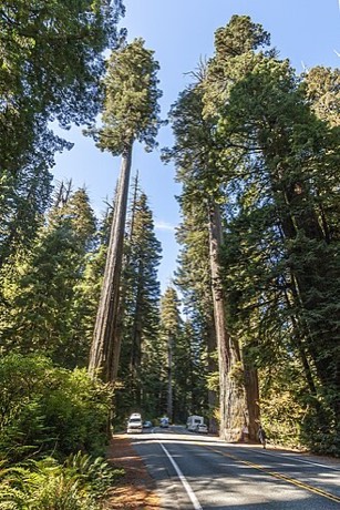 Coast Redwood (Sequoia sempervirens)