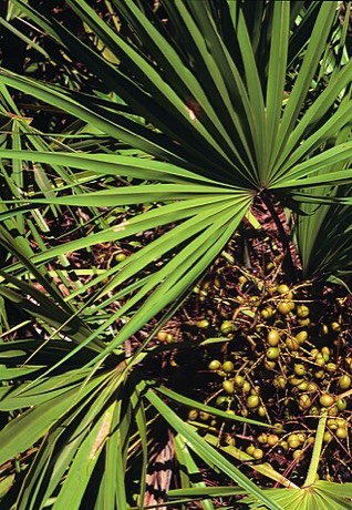 Saw Palmetto (Serenoa repens)
