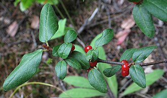 Russet Buffaloberry (Shepherdia canadensis)