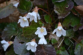Oconee Bells (Shortia galacifolia)