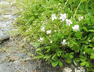 Three-toothed Cinquefoil (Sibbaldiopsis tridentata)