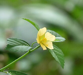 Cuban Jute (Sida rhombifolia)