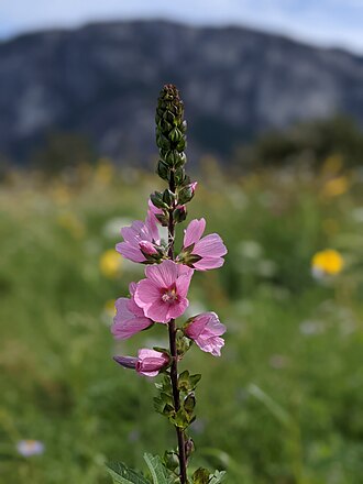 Henderson's Checkermallow (Sidalcea hendersonii)