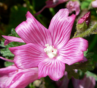 Checkerbloom (Sidalcea malviflora)