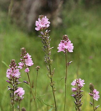 Oregon Checkerbloom (Sidalcea oregana)