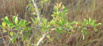 Saffron Plum (Sideroxylon celastrinum)