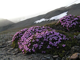 Moss Campion (Silene acaulis)