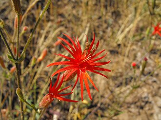 California Indian Pink (Silene californica)