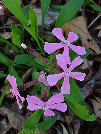 Carolina Wild Pink (Silene caroliniana)