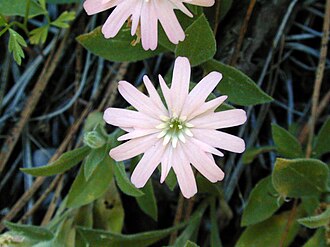 Hooker's Catchfly (Silene hookeri)