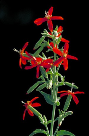 Royal Catchfly (Silene regia)