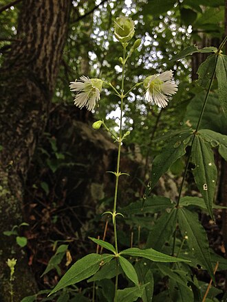 Whorled Catchfly (Silene stellata)