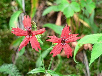 Fire Pink (Silene virginica)