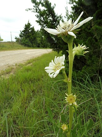 White Rosinweed (Silphium albiflorum)