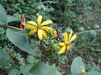 Starry Rosinweed (Silphium asteriscus)