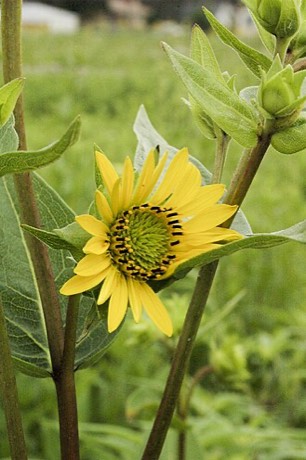 Wholeleaf Rosinweed (Silphium integrifolium)
