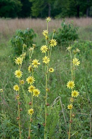 Compass Plant (Silphium laciniatum)