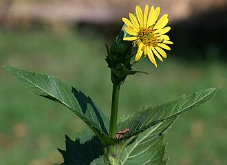Cup Plant (Silphium perfoliatum)