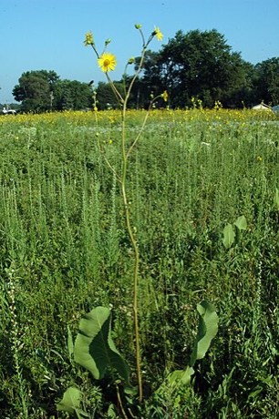 Prairie Dock (Silphium terebinthinaceum)
