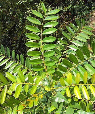 Paradise Tree (Simarouba glauca)