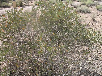 Jojoba (Simmondsia chinensis)