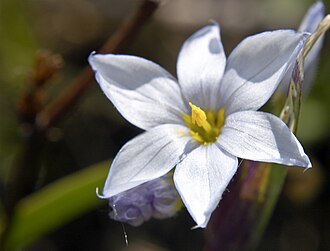White Blue-eyed Grass (Sisyrinchium albidum)