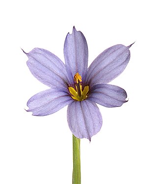 Narrowleaf Blue-eyed Grass (Sisyrinchium angustifolium)