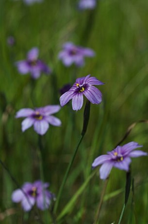 Western Blue-eyed Grass (Sisyrinchium bellum)