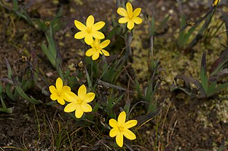 Golden-eyed Grass (Sisyrinchium californicum)