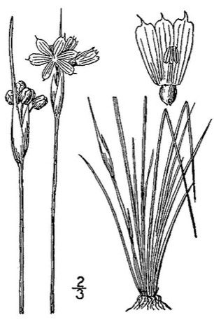 Prairie Blue-eyed Grass (Sisyrinchium campestre)