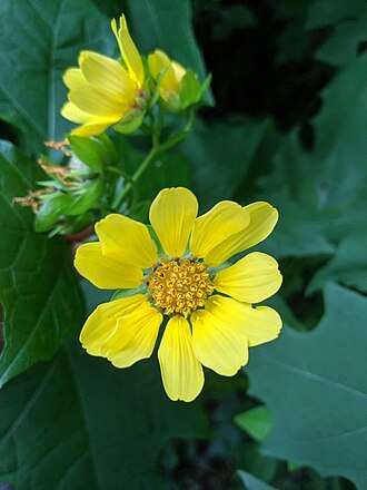 Bear's Foot (Smallanthus uvedalius)