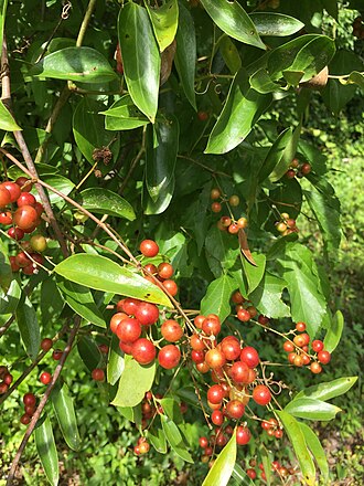 Lanceleaf Greenbrier (Smilax smallii)
