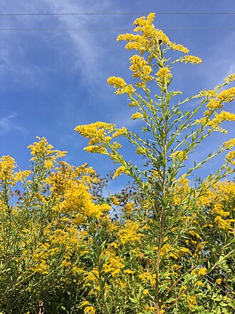 Tall Goldenrod (Solidago altissima)