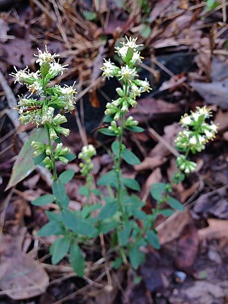 White Goldenrod (Solidago bicolor)