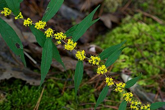 Blue-stemmed Goldenrod (Solidago caesia)