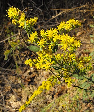 California Goldenrod (Solidago californica)