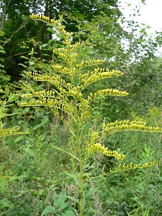 Canada Goldenrod (Solidago canadensis)